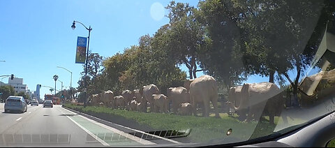 Elephants in Beverly Hills blue sky, almost 4 weeks without chemtrails ✅❤️