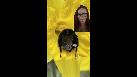 Just some happy #googlingongummies #happy #bees #cute #cuteanimals