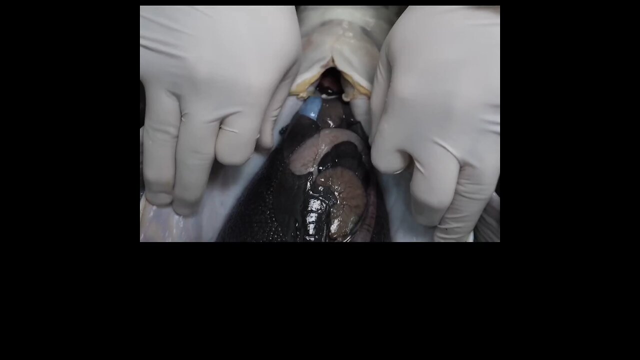 Proses Panen Caviar: Emas Hitam dari Dalam Air