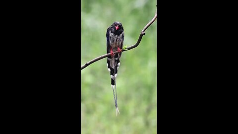 bird dancing