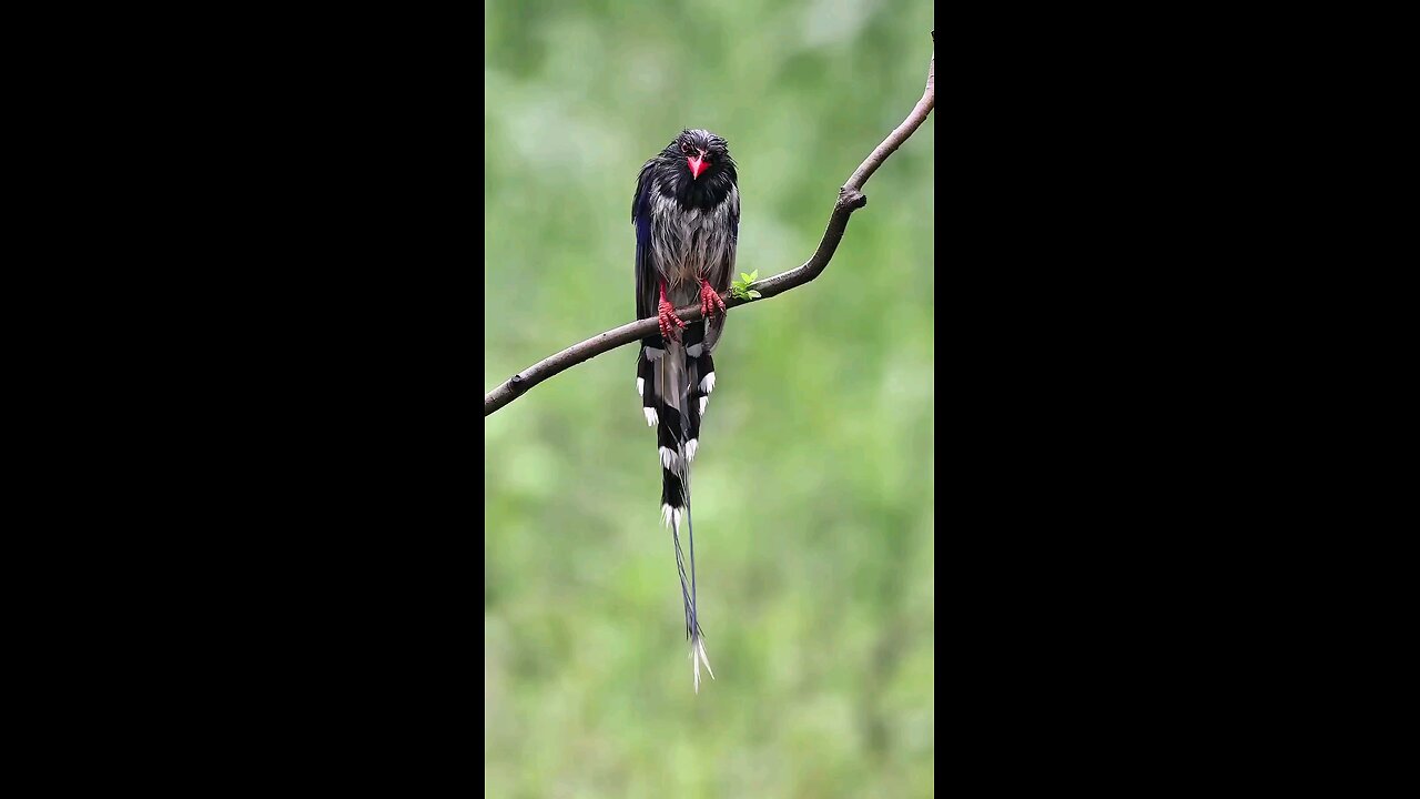 bird dancing