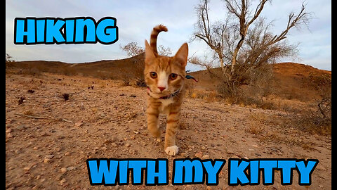 hiking with my orange cat- pre upload
