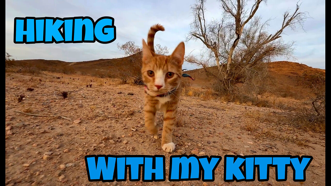 hiking with my orange cat- pre upload