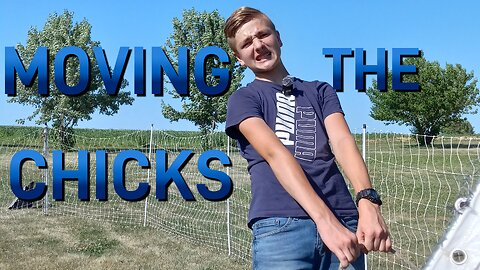 Moving the Chicks - Homesteading Journey