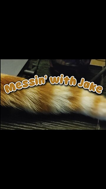 Messin' with Jake #pet #catshorts #cat #funny #cute
