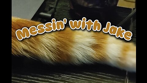 Messin' with Jake #pet #catshorts #cat #funny #cute
