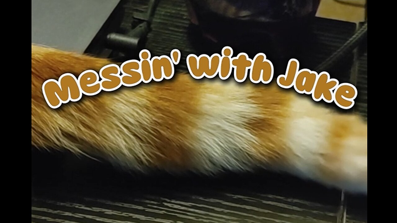 Messin' with Jake #pet #catshorts #cat #funny #cute