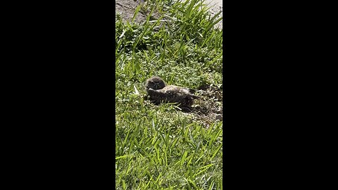 Baby Burrowing Owls Day 23 Out! | 4K