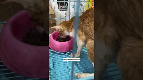 They threw it on the trash and the man saved it