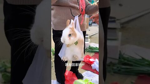 I bought a little rabbit weighing 2.8 kg. Cute pet debut plan. Rabbit rural little cute pet