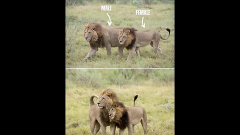 Can you believe that the picture shows a lion and a lioness, not two lions?