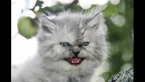 Angry Cat