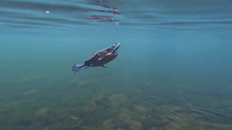 Underwater Adventure