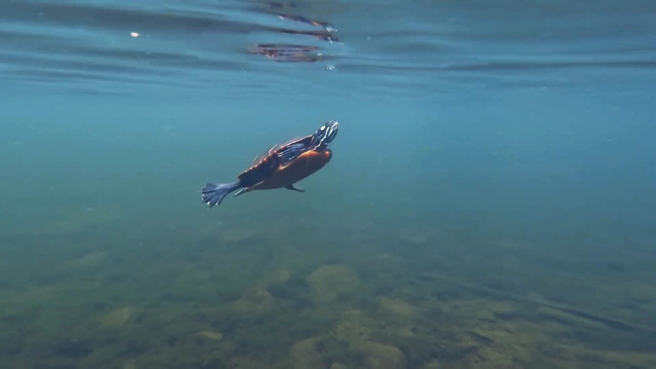Underwater Adventure