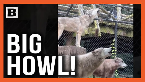 Big Howl! Wolves in Memphis Zoo Cause a Ruckus