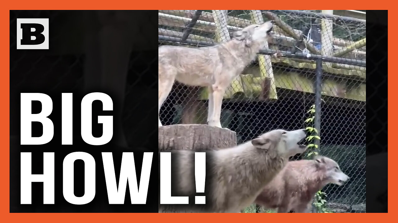 Big Howl! Wolves in Memphis Zoo Cause a Ruckus