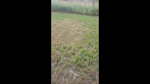 Crashed in the Grass