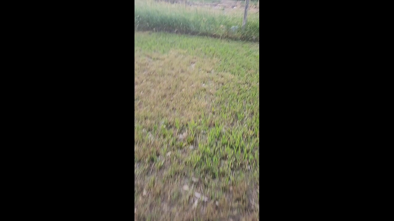 Crashed in the Grass