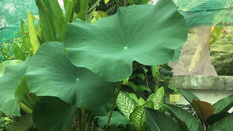 Variety Of Outdoor Green Plants