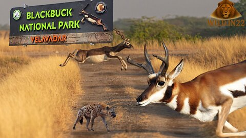 Blackbuck National Park Velavadar | BlackBuck Safari | Visiting Place Near Ahmedabad | Travel vlog