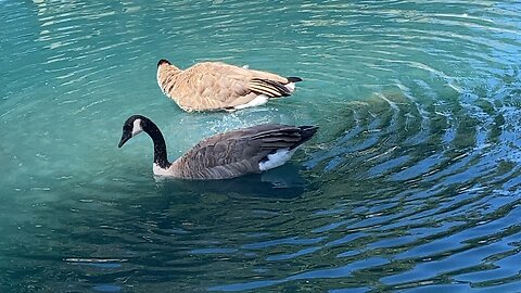 Three Canada Goose swimming September 5 2025