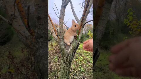 The little rabbit has climbed a tree. The cute pet debut plan. The rabbit. The pastoral cute pet