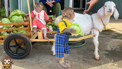 YiYi takes YinYin to harvest vegetables to sell to buy a gift to thank mom