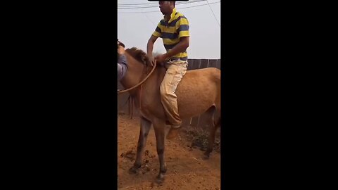 funny video