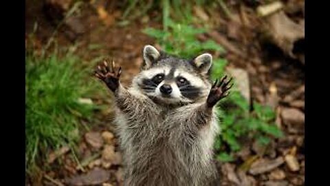 Alabama Raccoon