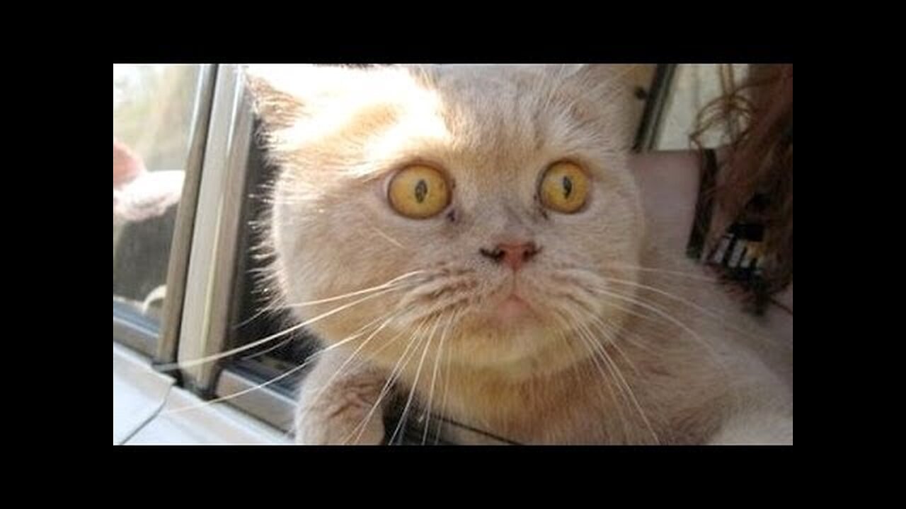 Cats and dogs on their first car ride - Cute and funny animal compilation