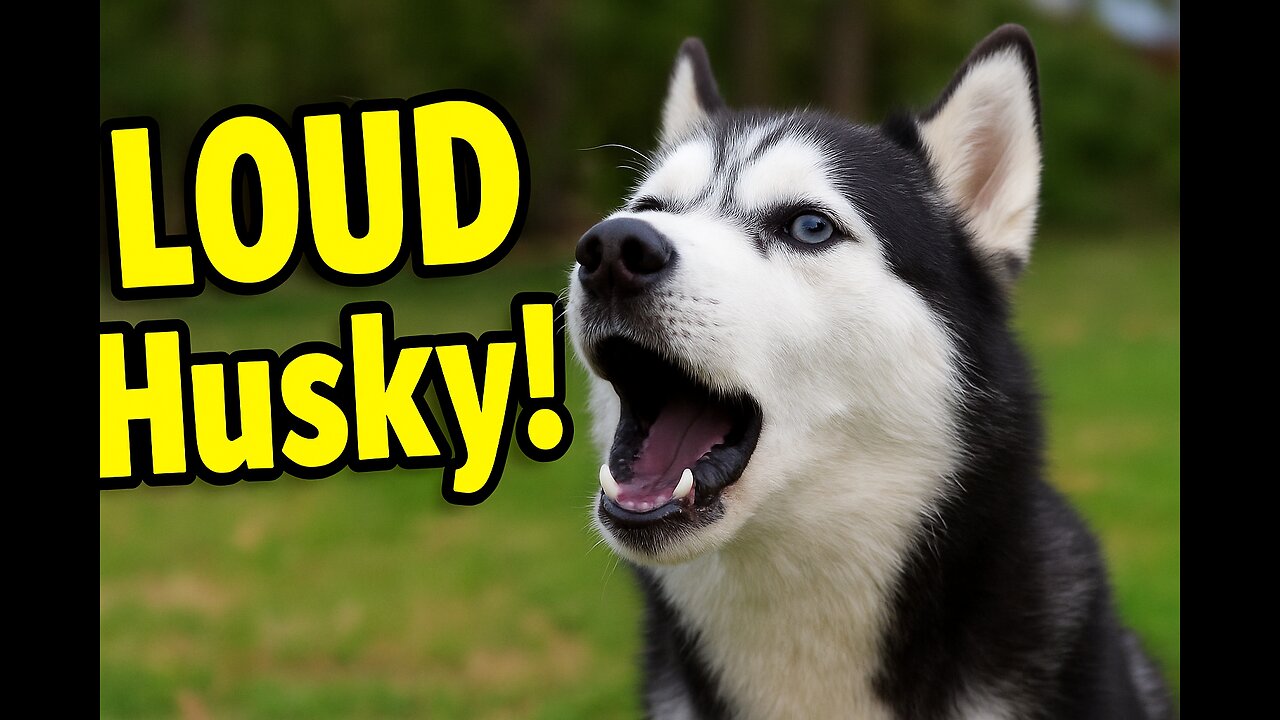 โWhen a Husky Decides to Talk Back ๐โ