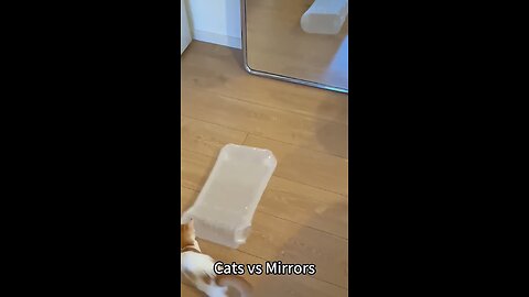 Cat Shocked by Its Own Reflection!