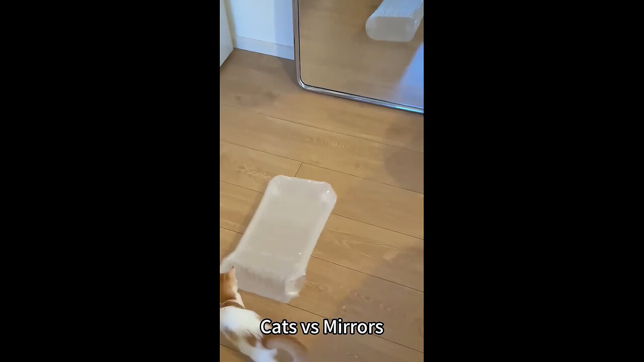 Cat Shocked by Its Own Reflection!