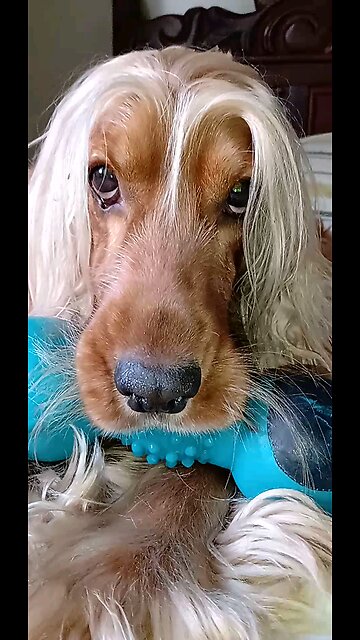 dog entertainment film dogshow Animals