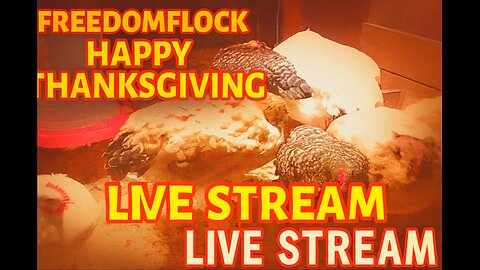 #FreedomFlock Happy Thanksgiving Livestream!