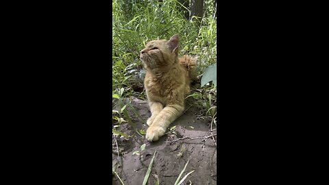 Cat 🐈 in nature.