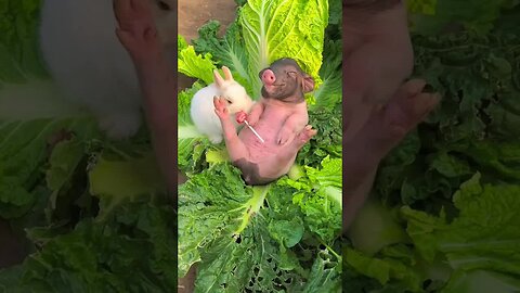 The little rabbit stole the piglet's lollipop and the cute pet's debut plan pastoral little cute pe