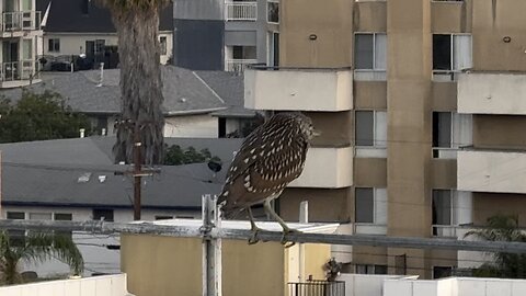 Black Crowned Night Heron
