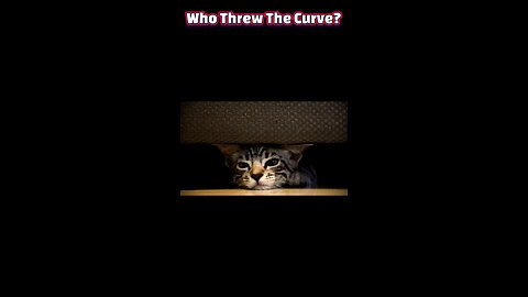 When Cat Dreams Turn Dark: How Sleep Struggles Spark Feline Chaos