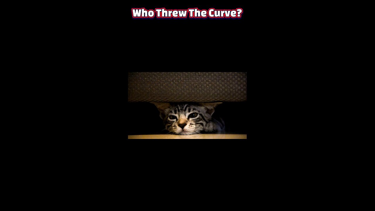 When Cat Dreams Turn Dark: How Sleep Struggles Spark Feline Chaos