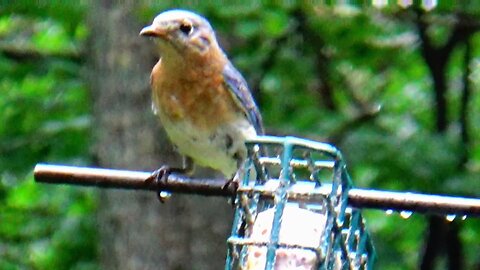 Bluebird