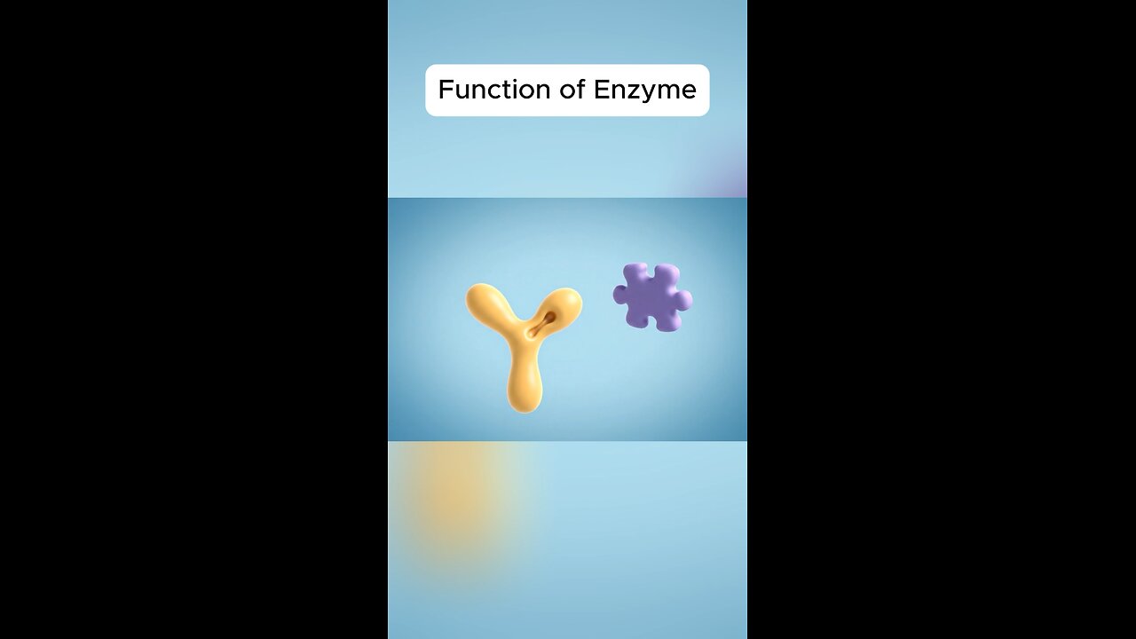Enzymes function explained through enzyme