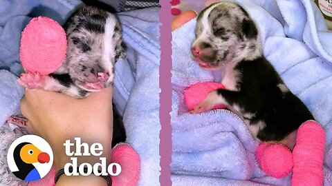 Tiniest Puppy Grows Up To Be HUGE | The Dodo