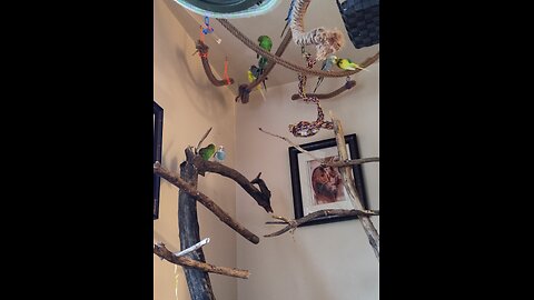 Dedicated Parrots
