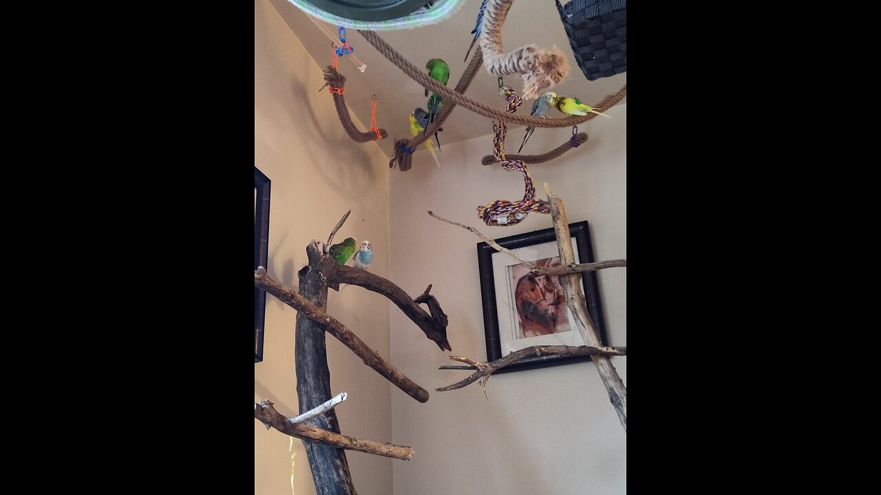 Dedicated Parrots