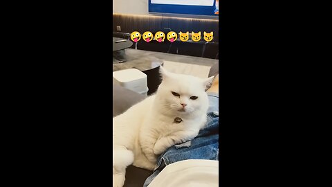 😹 Funny Cat Making Weird Sounds | Cute & Hilarious Cat Video