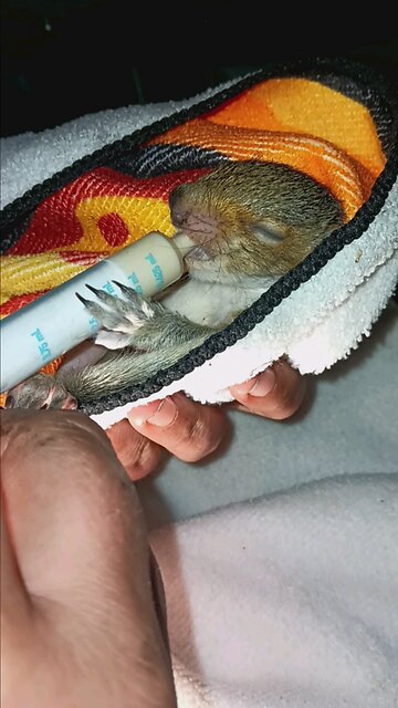 FEEDING THE BABY SQUIRREL