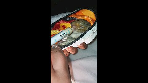 FEEDING THE BABY SQUIRREL