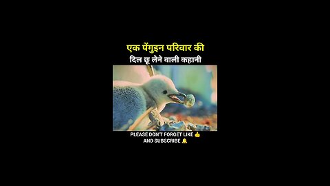 The heart touching story of a penguin family