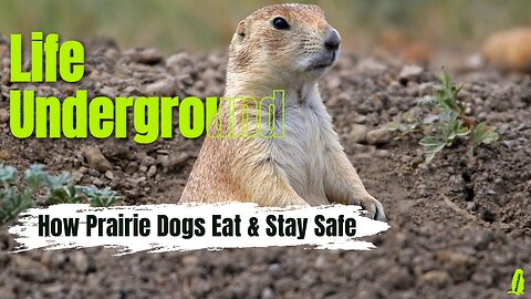 Life Underground | How Prairie Dogs Eat & Stay Safe